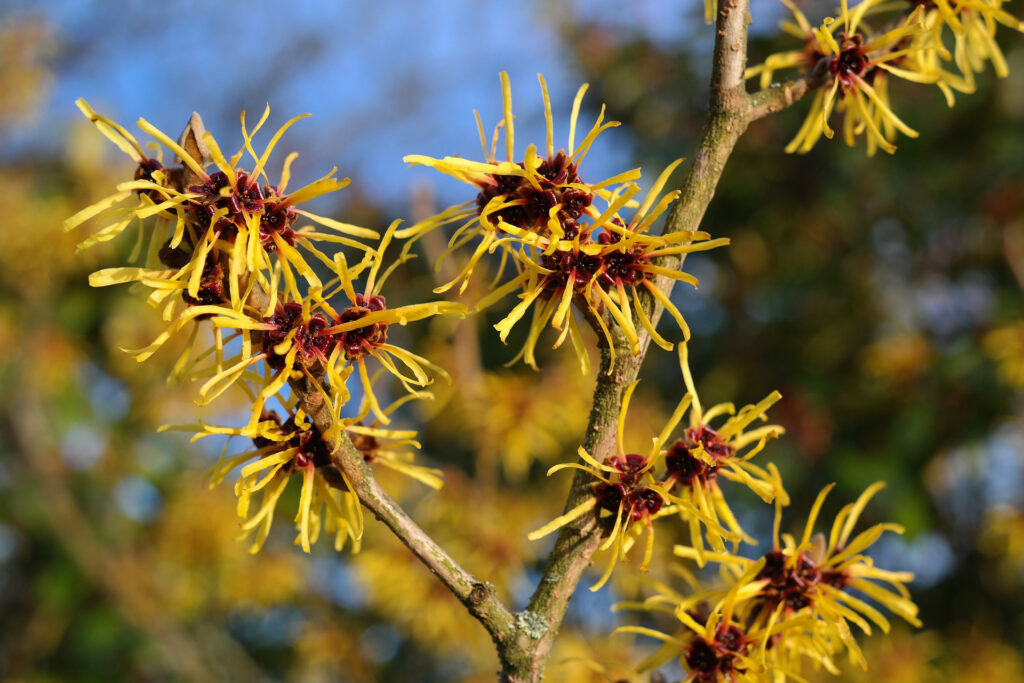 Withc hazel flowers